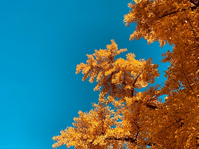 The Forever Tree: Ginkgo Biloba